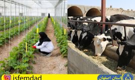 اشتغال مددجویان اصفهانی در طرح های کشاورزی و دامداری های کوچک روستایی 